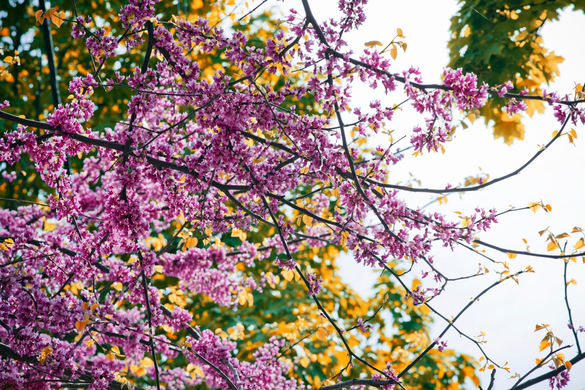 Refresh Your Home: Spring Décor Tips to Brighten Your Space