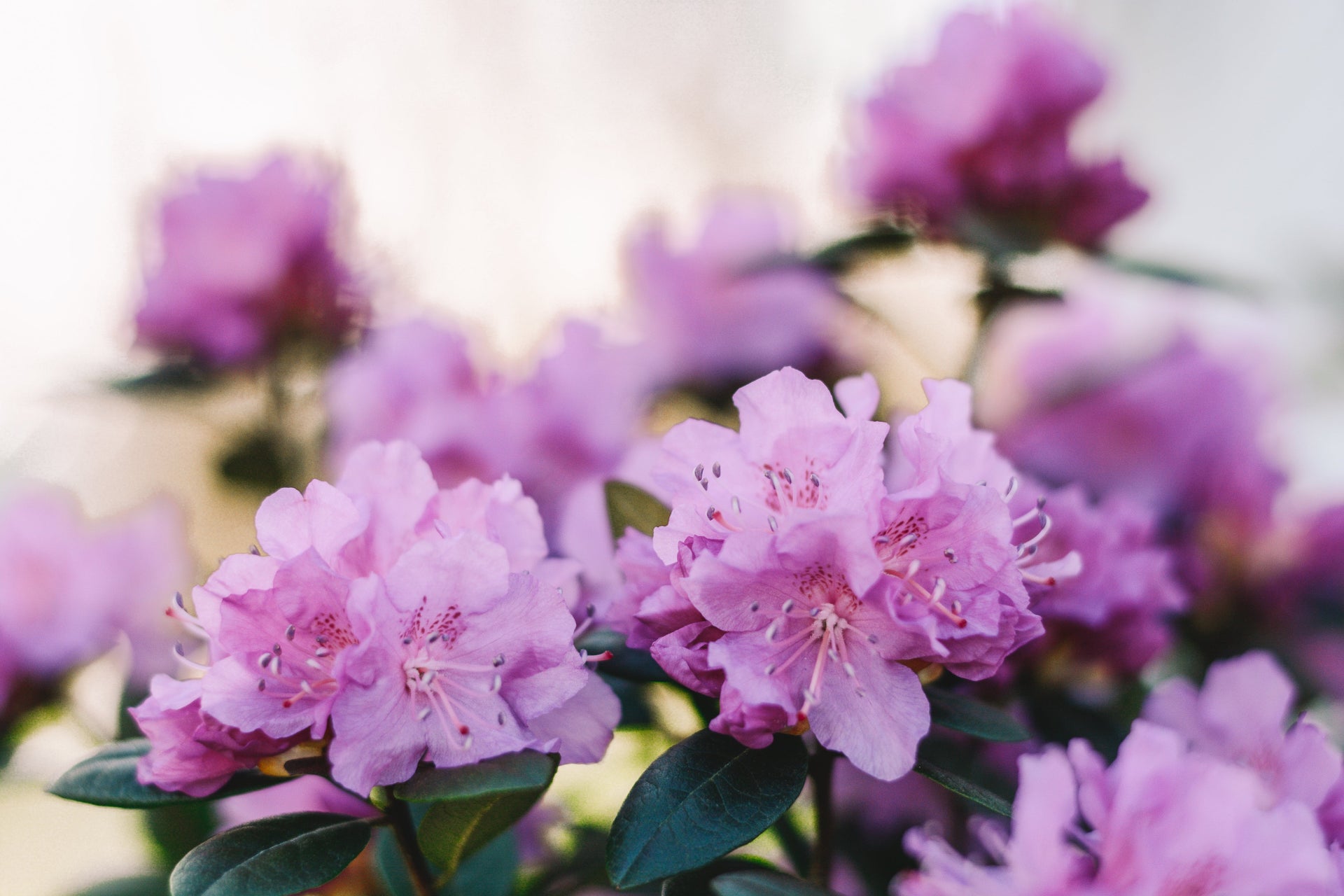 Fresh Start: How to Prepare Your Home for Spring