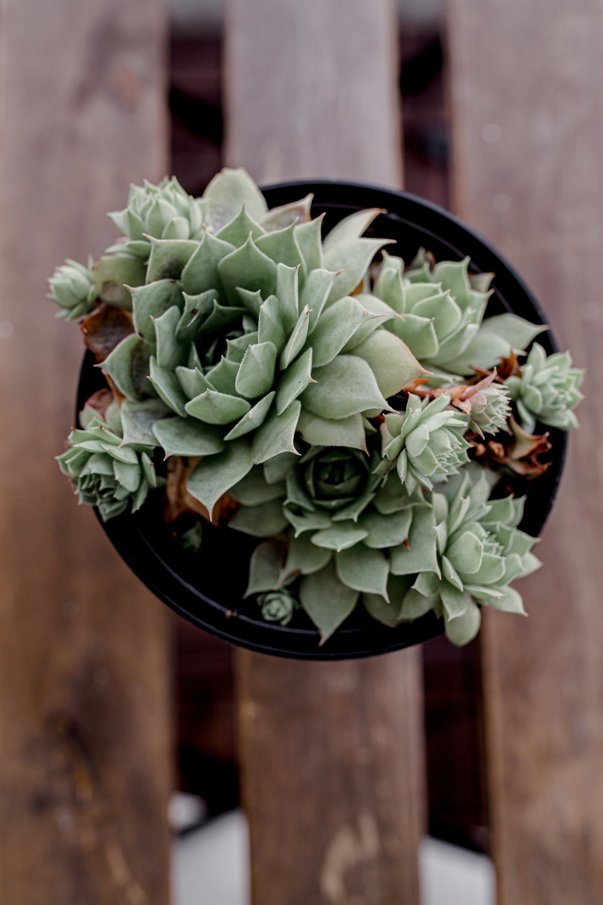 Bringing Nature Indoors: How to Incorporate Succulents into Your Home Décor