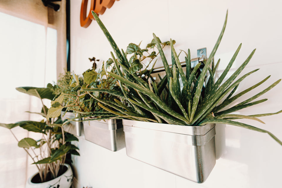 How to Create an Indoor Garden: A Beginner’s Guide to Bringing Nature Inside