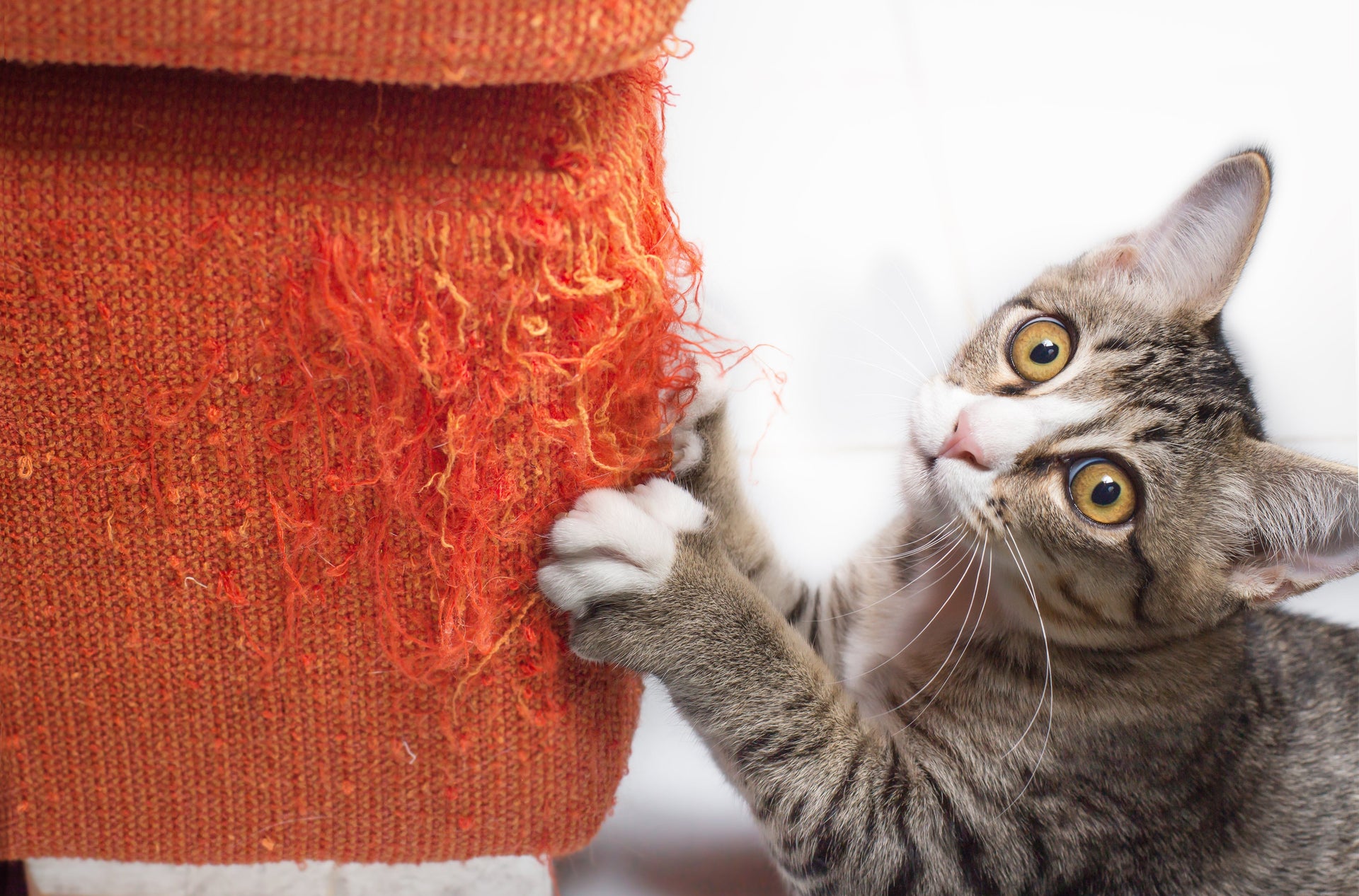 Common Cat Behaviors Explained